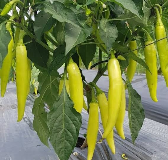 VIETNAMESE HIGH-YIELD HOT CHILI PEPPERS FOR EXPORT – SPICY RED CHILI FOR WHOLESALE AND FOOD PROCESSING 2