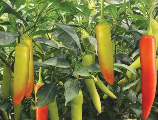 VIETNAMESE HIGH-YIELD HOT CHILI PEPPERS FOR EXPORT – SPICY RED CHILI FOR WHOLESALE AND FOOD PROCESSING 3