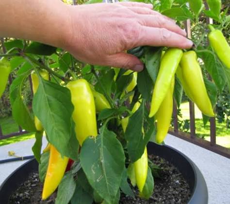 VIETNAMESE HIGH-YIELD HOT CHILI PEPPERS FOR EXPORT – SPICY RED CHILI FOR WHOLESALE AND FOOD PROCESSING 4