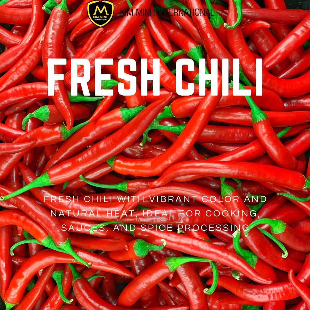 PREMIUM VIETNAMESE FRESH CHILI FOR EXPORT – NATURAL FRESHNESS, RELIABLE B2B WHOLESALE SUPPLY 2