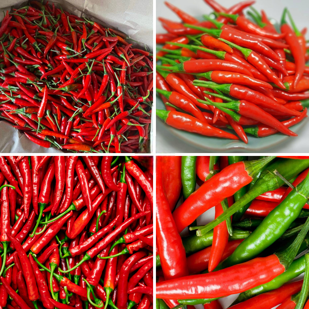 PREMIUM VIETNAMESE FRESH CHILI FOR EXPORT – NATURAL FRESHNESS, RELIABLE B2B WHOLESALE SUPPLY 4