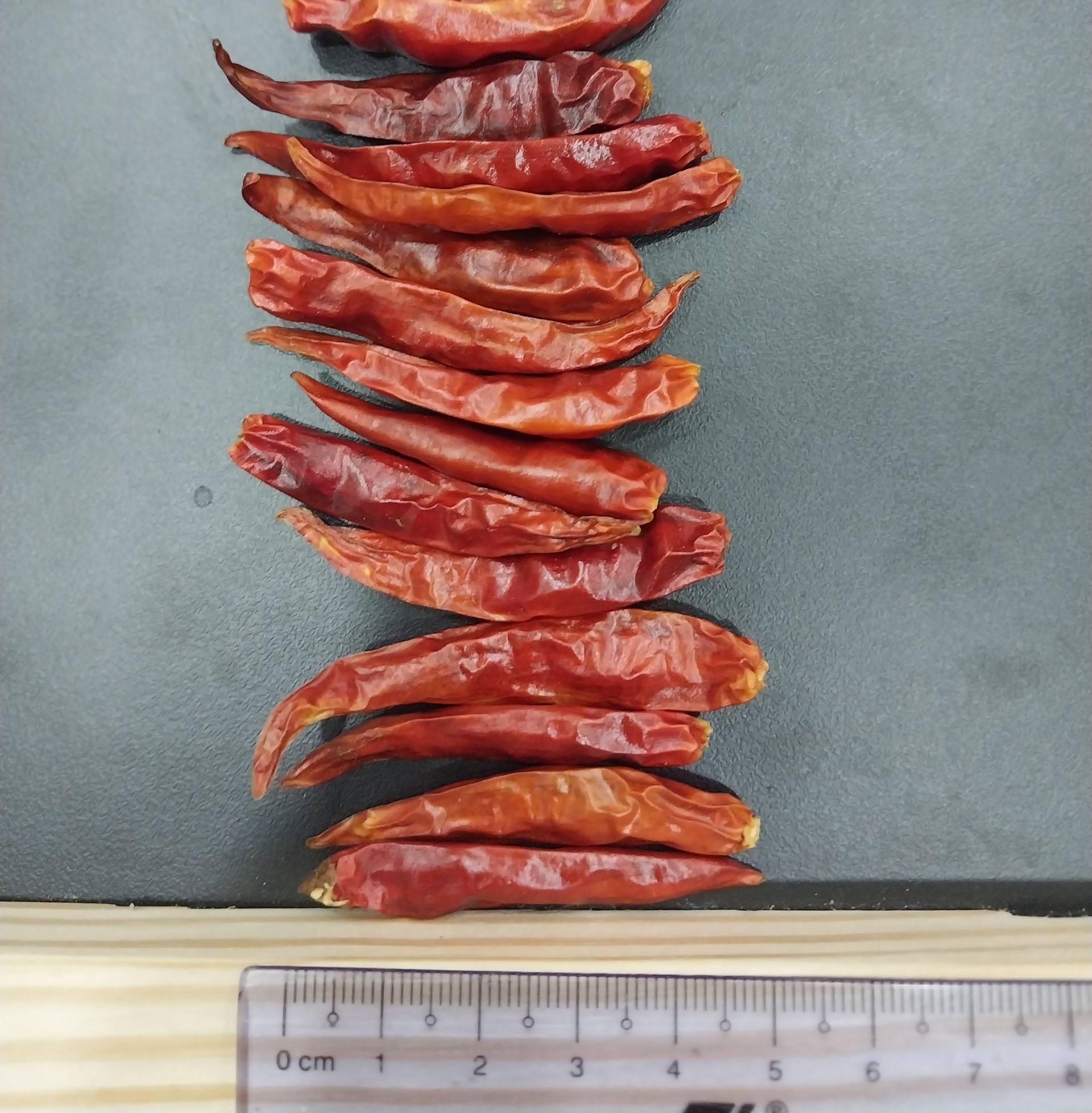 PREMIUM VIETNAMESE DRIED HOT CHILI PEPPERS – WHOLESALE BULK SUPPLY, EXPORT-READY FOR GLOBAL IMPORTERS 3