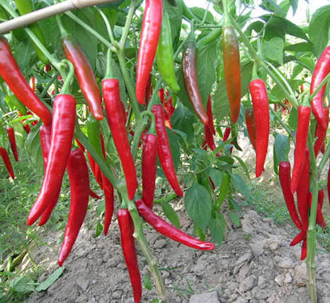 VIETNAMESE RED HORN CHILI PEPPERS FOR EXPORT – FRESH RED CHILI SUPPLIER FOR INTERNATIONAL WHOLESALE 2