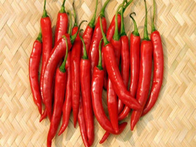 VIETNAMESE RED HORN CHILI PEPPERS FOR EXPORT – FRESH RED CHILI SUPPLIER FOR INTERNATIONAL WHOLESALE 4