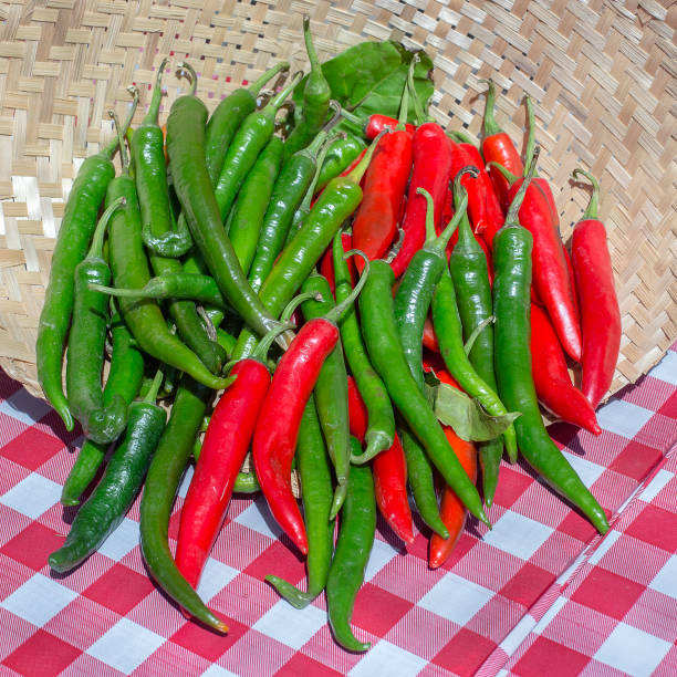 VIETNAMESE FRESH RED CHILI EXPORTER – GLOBALG.A.P. CERTIFIED, ORGANIC OPTIONS AND VERIFIED QUALITY 2