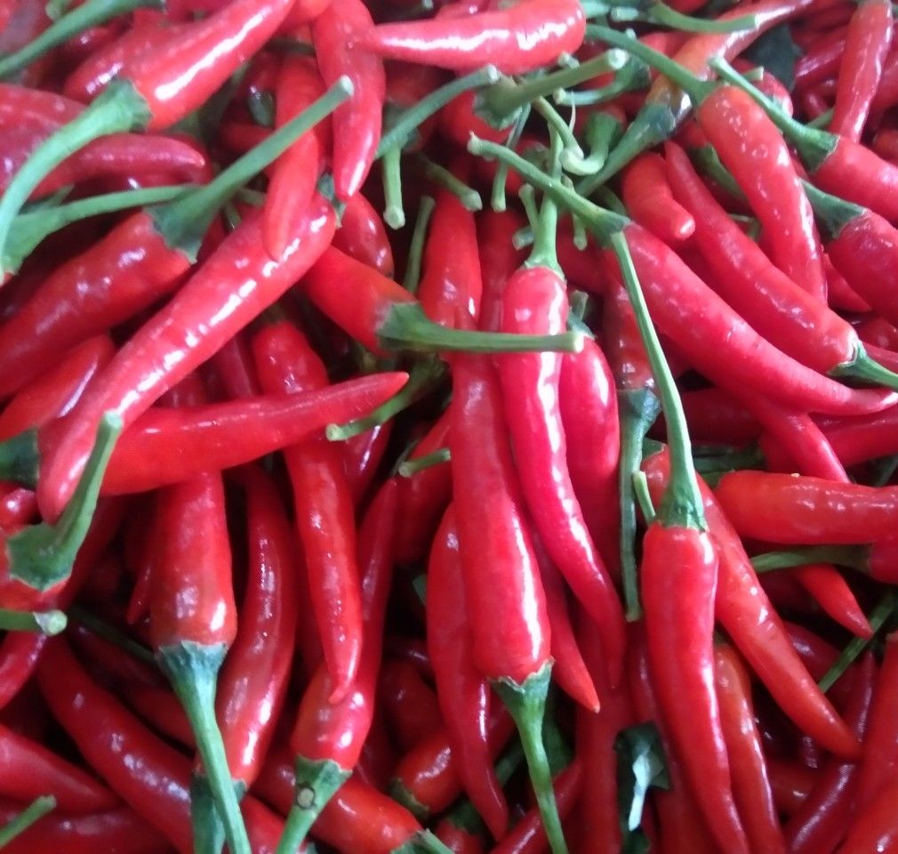 PREMIUM VIETNAMESE FRESH RED CHILI PEPPERS – LARGE SIZE, 3 VARIETIES, 25KG BULK PACKAGING FOR EXPORT 3
