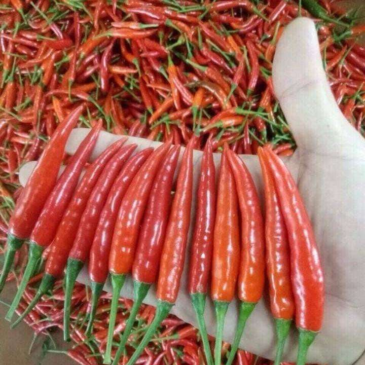 VIETNAMESE FRESH RED AND GREEN CHILI PEPPERS – PREMIUM MIXED CHILI EXPORT, DIRECT SUPPLY FOR SPICES AND HERBS