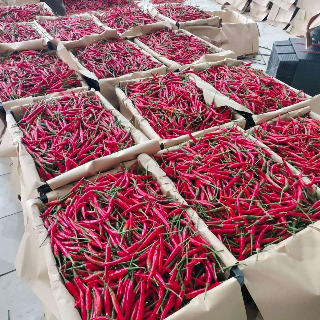 VIETNAMESE FRESH RED AND GREEN CHILI PEPPERS – PREMIUM MIXED CHILI EXPORT, DIRECT SUPPLY FOR SPICES AND HERBS 2