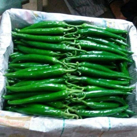 VIETNAMESE FRESH RED AND GREEN CHILI PEPPERS – PREMIUM MIXED CHILI EXPORT, DIRECT SUPPLY FOR SPICES AND HERBS 3