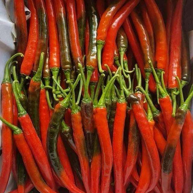 VIETNAMESE FRESH RED AND GREEN CHILI PEPPERS – PREMIUM MIXED CHILI EXPORT, DIRECT SUPPLY FOR SPICES AND HERBS 4