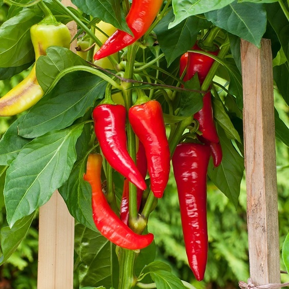 # VIETNAMESE COWHORN CHILI PEPPERS FOR EXPORT – FRESH ELONGATED CHILIES FOR WHOLESALE AND FOOD PROCESSING 3