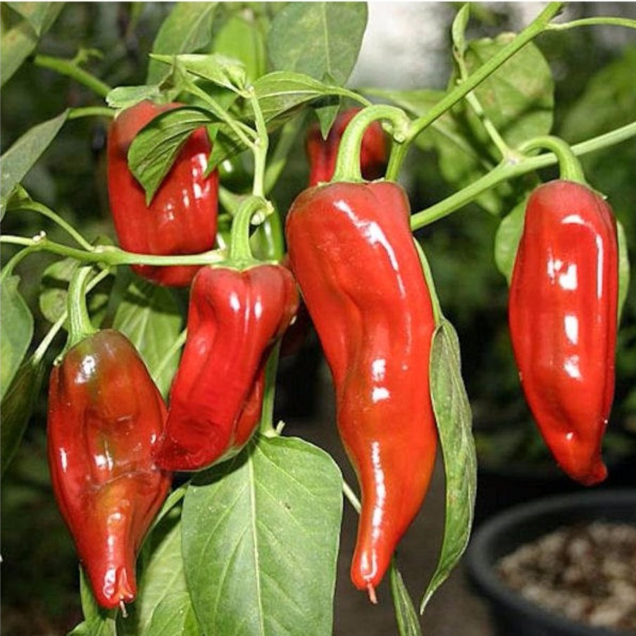 # VIETNAMESE COWHORN CHILI PEPPERS FOR EXPORT – FRESH ELONGATED CHILIES FOR WHOLESALE AND FOOD PROCESSING 4