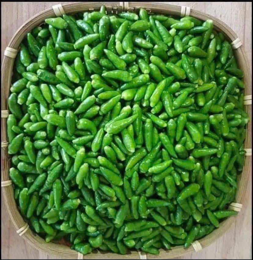 VIETNAMESE FRESH GREEN CHILI PEPPERS FOR EXPORT – NATURAL FARM-GROWN CHILIES WITH AUTHENTIC VIETNAMESE FLAVOR