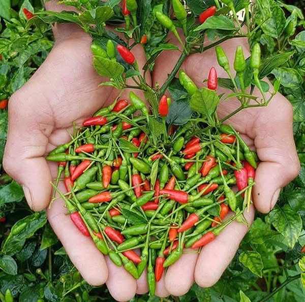 VIETNAMESE FRESH GREEN CHILI PEPPERS FOR EXPORT – NATURAL FARM-GROWN CHILIES WITH AUTHENTIC VIETNAMESE FLAVOR 2