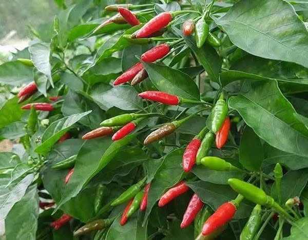 VIETNAMESE FRESH GREEN CHILI PEPPERS FOR EXPORT – NATURAL FARM-GROWN CHILIES WITH AUTHENTIC VIETNAMESE FLAVOR 3