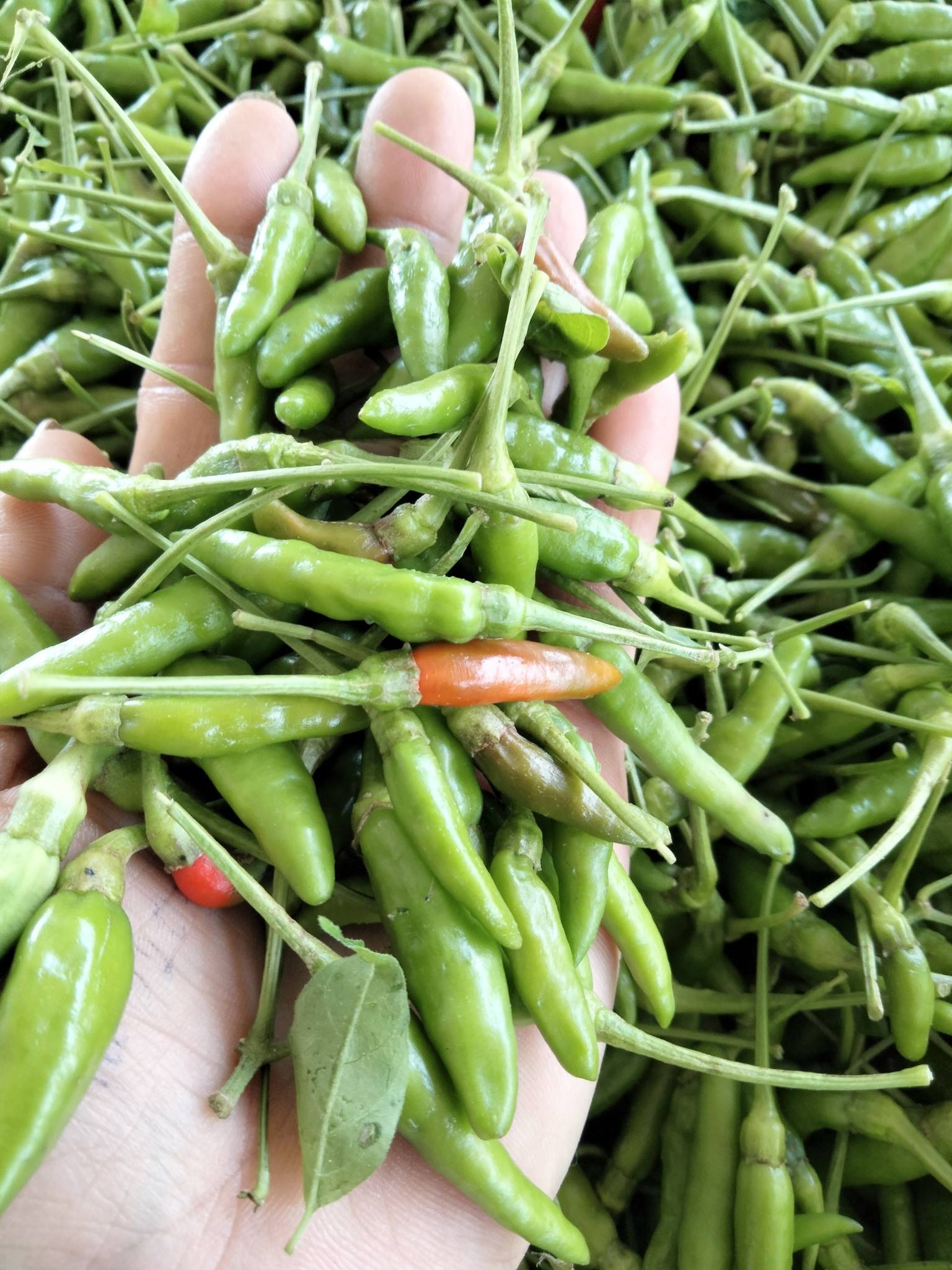 VIETNAMESE FRESH GREEN CHILI PEPPERS FOR EXPORT – NATURAL FARM-GROWN CHILIES WITH AUTHENTIC VIETNAMESE FLAVOR 4