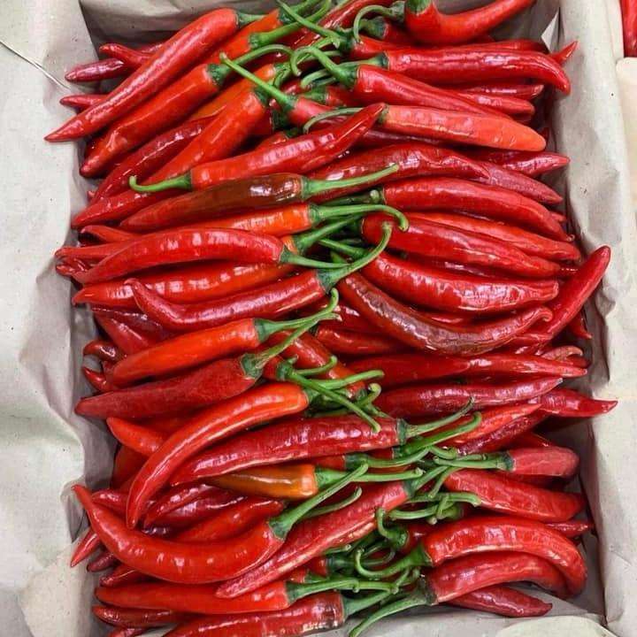VIETNAMESE FRESH CHILI PEPPERS FOR EXPORT – PREMIUM FARM-DIRECT SUPPLY WITH COMPETITIVE PRICING
