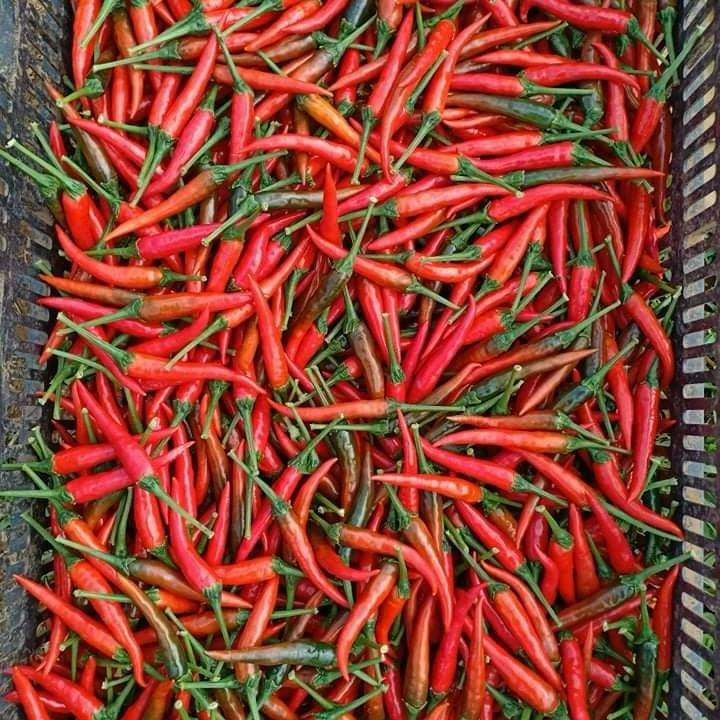 VIETNAMESE FRESH CHILI PEPPERS FOR EXPORT – PREMIUM FARM-DIRECT SUPPLY WITH COMPETITIVE PRICING 3