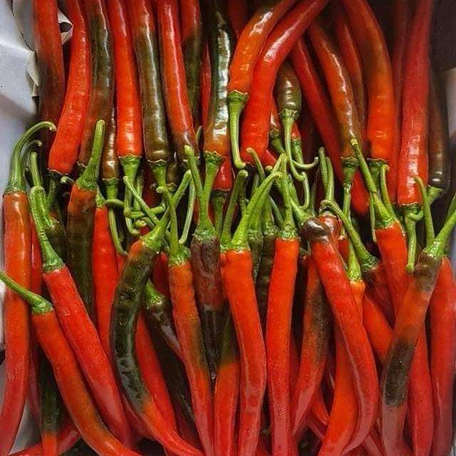 VIETNAMESE FRESH CHILI PEPPERS FOR EXPORT – PREMIUM FARM-DIRECT SUPPLY WITH COMPETITIVE PRICING 4