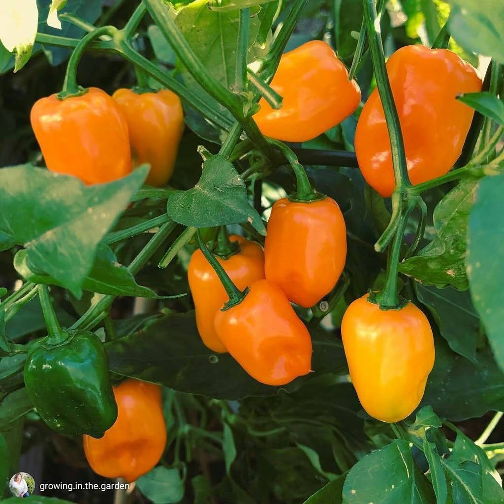 VIETNAMESE HABANERO CHILI PEPPERS FOR EXPORT – PREMIUM HOT PEPPERS FOR WHOLESALE AND FOOD PROCESSING