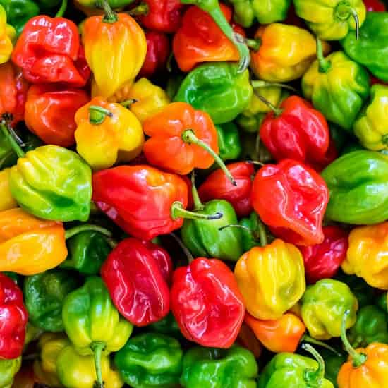 VIETNAMESE HABANERO CHILI PEPPERS FOR EXPORT – PREMIUM HOT PEPPERS FOR WHOLESALE AND FOOD PROCESSING 2