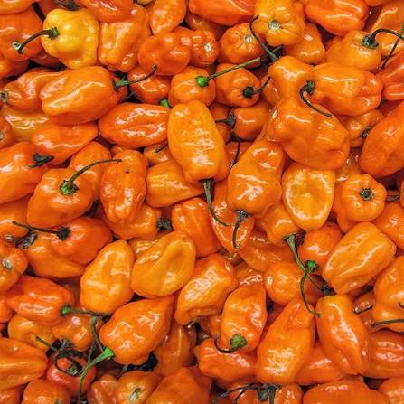 VIETNAMESE HABANERO CHILI PEPPERS FOR EXPORT – PREMIUM HOT PEPPERS FOR WHOLESALE AND FOOD PROCESSING 3