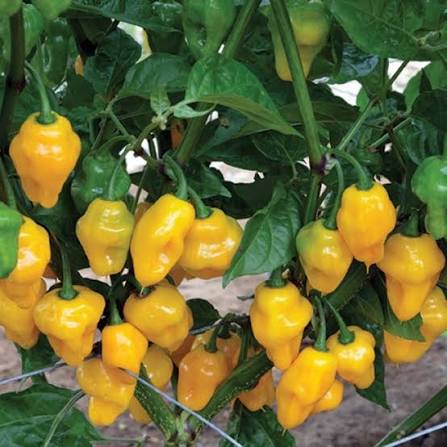 VIETNAMESE HABANERO CHILI PEPPERS FOR EXPORT – PREMIUM HOT PEPPERS FOR WHOLESALE AND FOOD PROCESSING 4