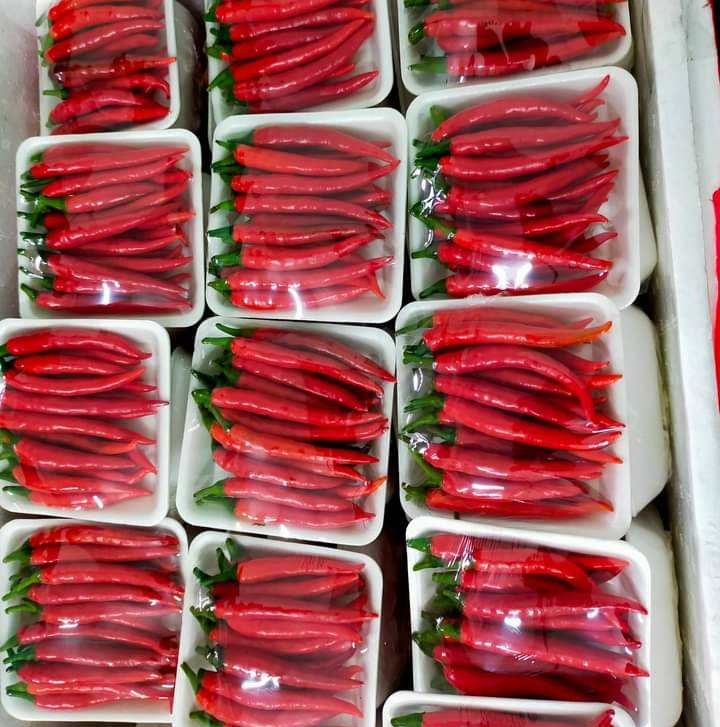 VIETNAMESE RED AND GREEN CHILI PEPPERS FOR EXPORT – NATURAL CHILI INGREDIENTS FOR WHOLESALE AND FOOD PROCESSING