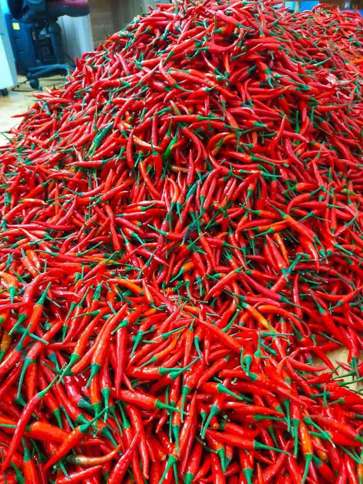 VIETNAMESE RED AND GREEN CHILI PEPPERS FOR EXPORT – NATURAL CHILI INGREDIENTS FOR WHOLESALE AND FOOD PROCESSING 2