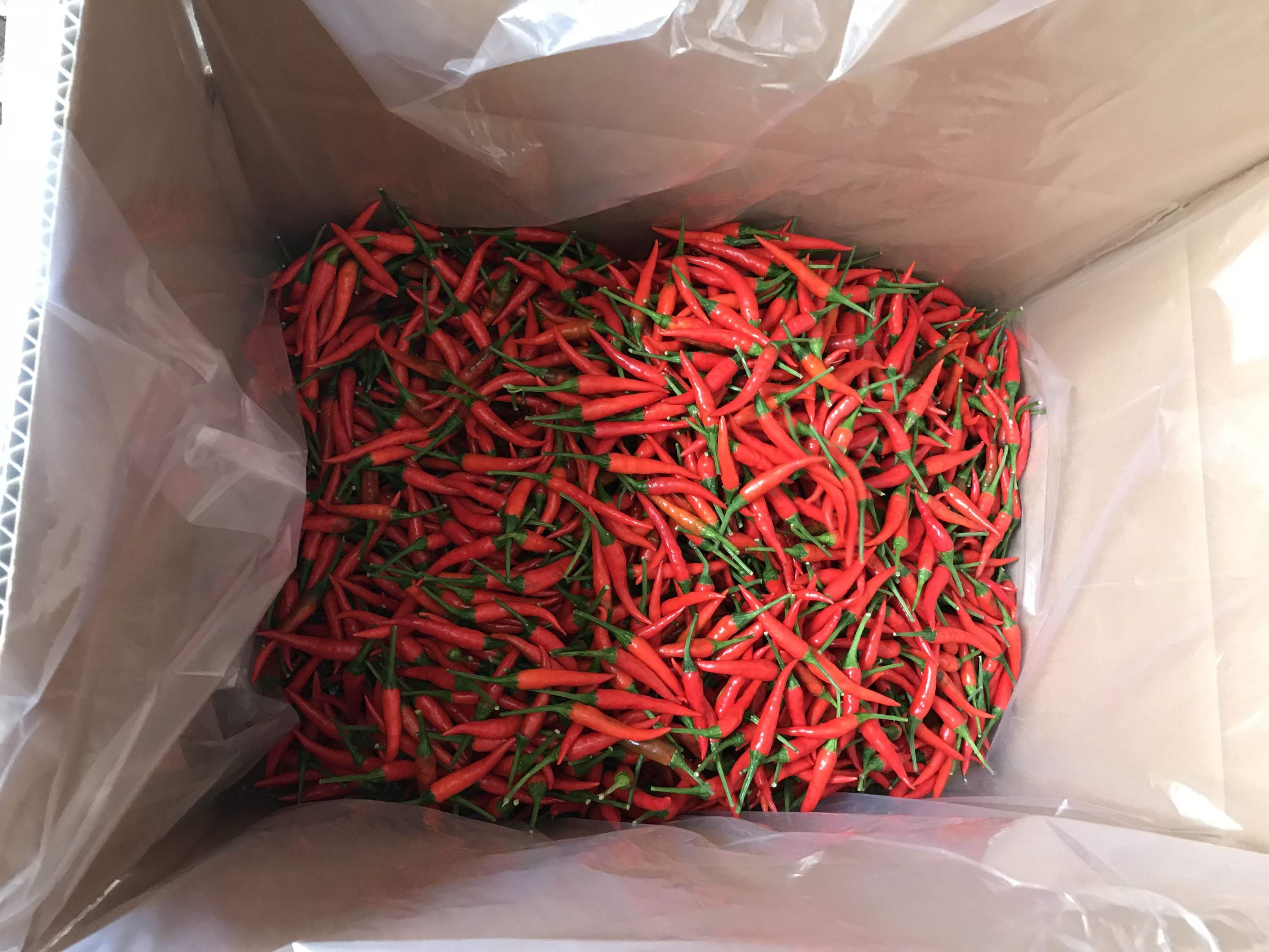 VIETNAMESE RED AND GREEN CHILI PEPPERS FOR EXPORT – NATURAL CHILI INGREDIENTS FOR WHOLESALE AND FOOD PROCESSING 3