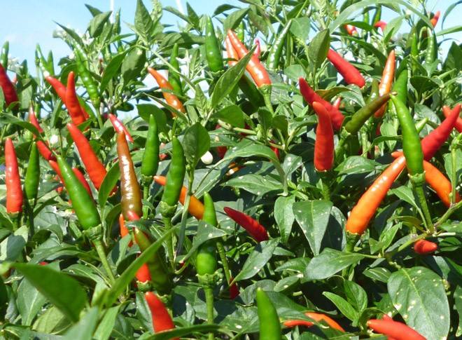 VIETNAMESE RED AND GREEN CHILI PEPPERS FOR EXPORT – NATURAL CHILI INGREDIENTS FOR WHOLESALE AND FOOD PROCESSING 4