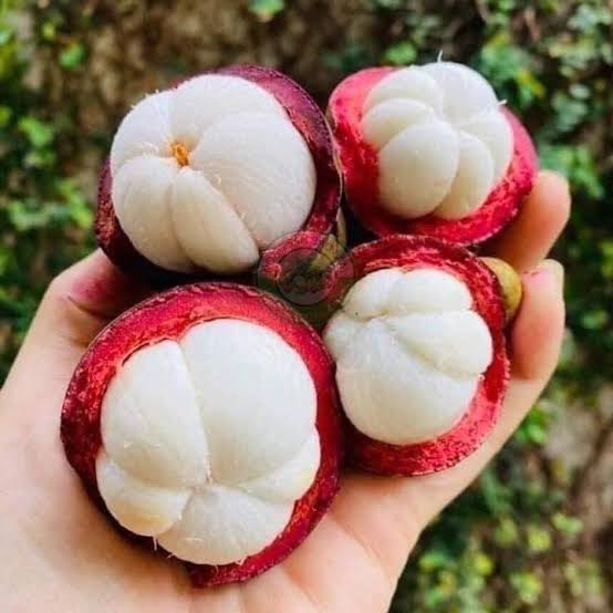 PREMIUM VIETNAMESE FRESH MANGOSTEEN FOR EXPORT – SWEET AND TANGY TROPICAL FRUIT