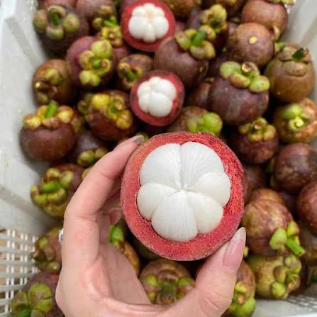 TRA VINH VIETNAMESE FRESH MANGOSTEEN FOR EXPORT – PREMIUM TROPICAL FRUIT WITH SWEET AND TANGY FLAVOR