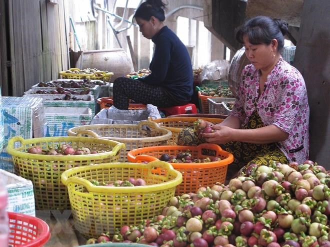 TRA VINH VIETNAMESE FRESH MANGOSTEEN FOR EXPORT – PREMIUM TROPICAL FRUIT WITH SWEET AND TANGY FLAVOR 2