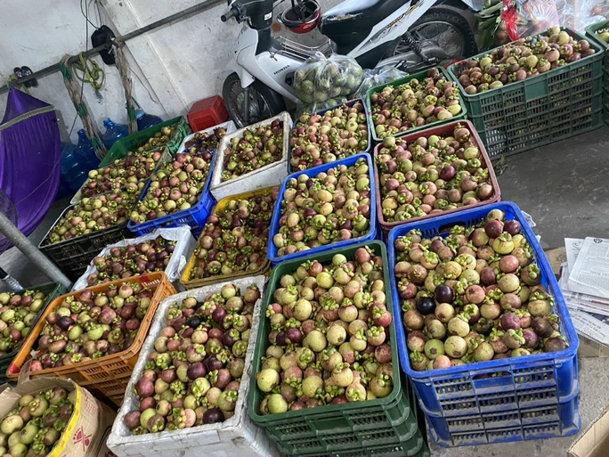 TRA VINH VIETNAMESE FRESH MANGOSTEEN FOR EXPORT – PREMIUM TROPICAL FRUIT WITH SWEET AND TANGY FLAVOR 3