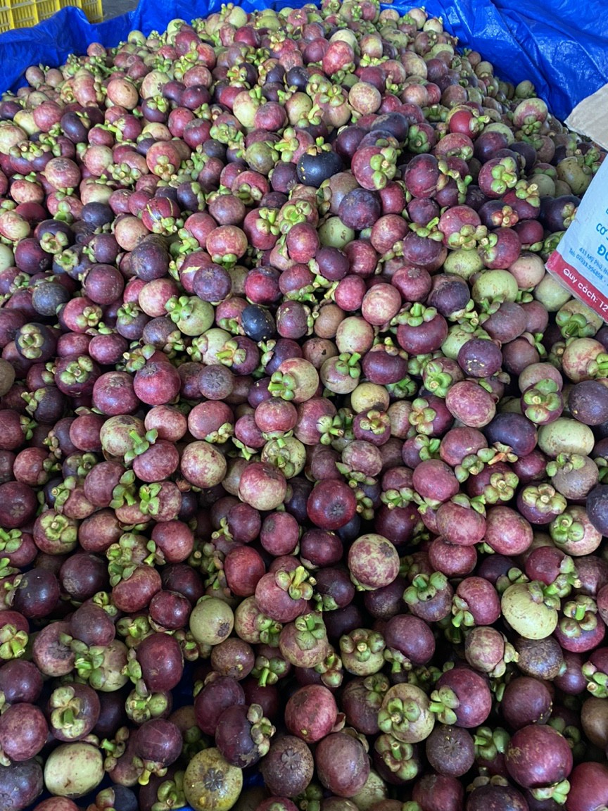 TRA VINH VIETNAMESE FRESH MANGOSTEEN FOR EXPORT – PREMIUM TROPICAL FRUIT WITH SWEET AND TANGY FLAVOR 4