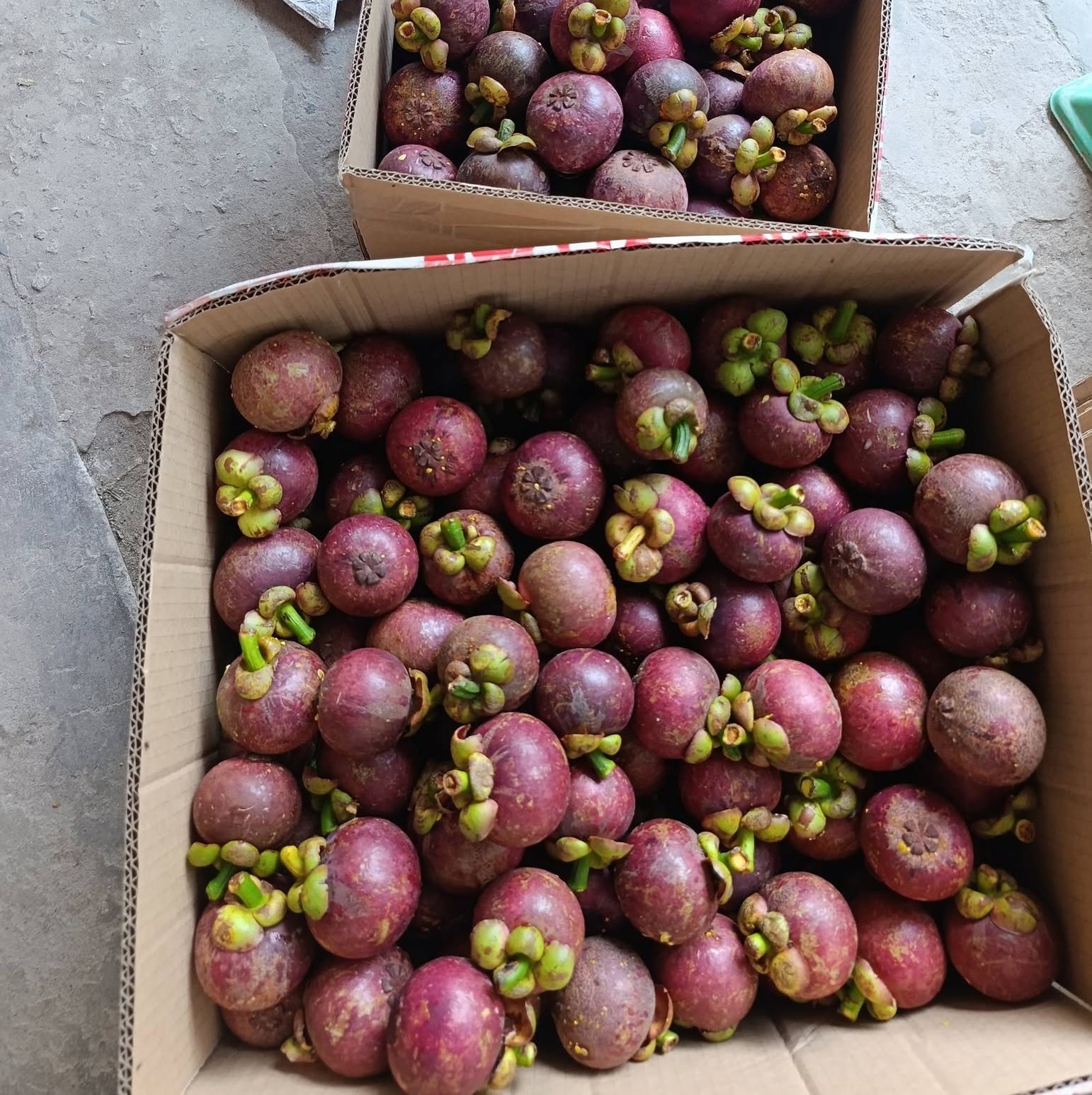 VINH LONG VIETNAMESE FRESH MANGOSTEEN FOR EXPORT – PREMIUM TROPICAL FRUIT WITH SWEET AND TANGY FLAVOR