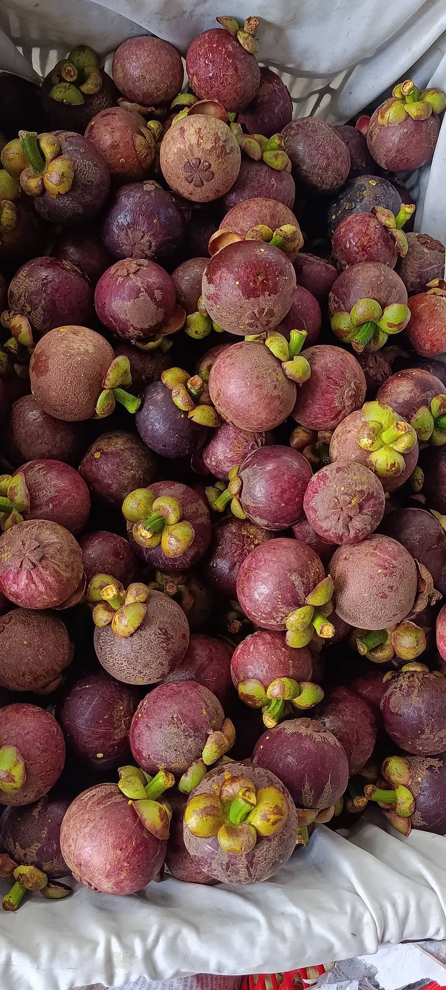 VINH LONG VIETNAMESE FRESH MANGOSTEEN FOR EXPORT – PREMIUM TROPICAL FRUIT WITH SWEET AND TANGY FLAVOR 2