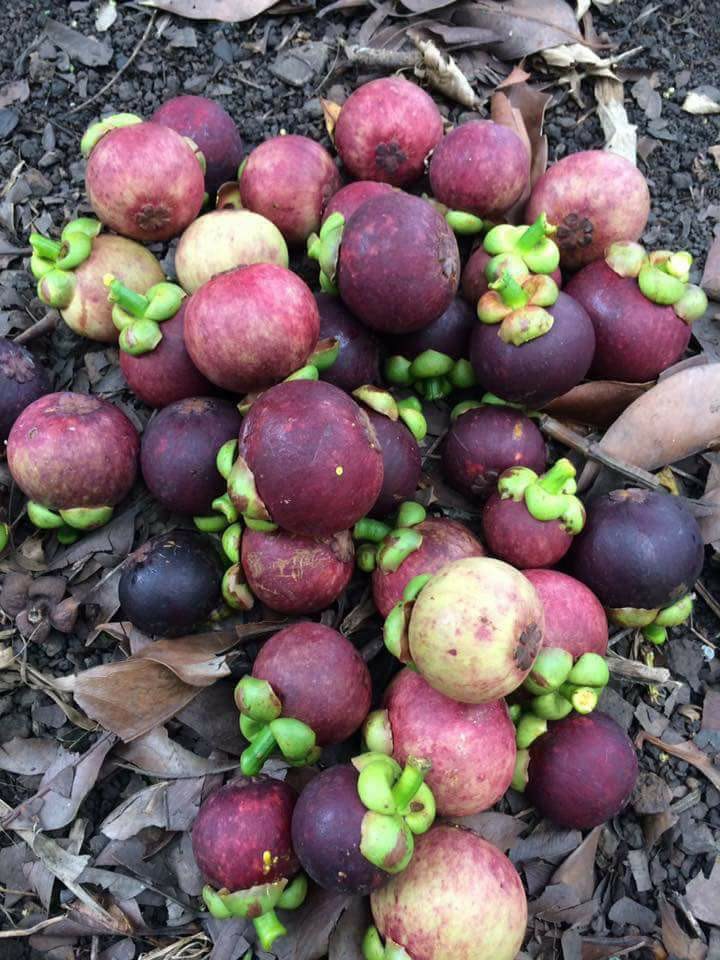 VINH LONG VIETNAMESE FRESH MANGOSTEEN FOR EXPORT – PREMIUM TROPICAL FRUIT WITH SWEET AND TANGY FLAVOR 4