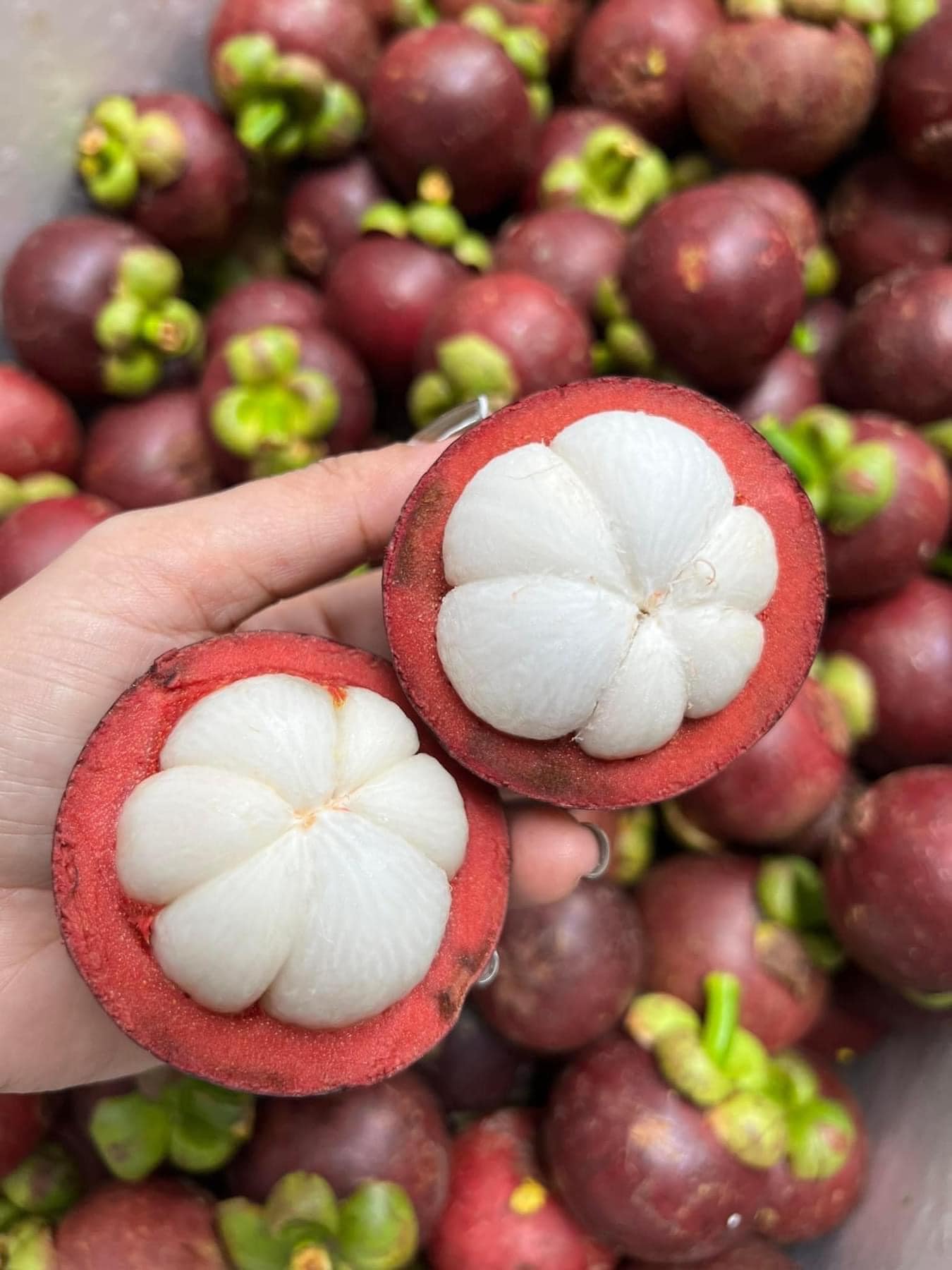 SOUTHEASTERN VIETNAM FRESH MANGOSTEEN FOR EXPORT – PREMIUM TROPICAL FRUIT WITH SWEET AND TANGY FLAVOR 2