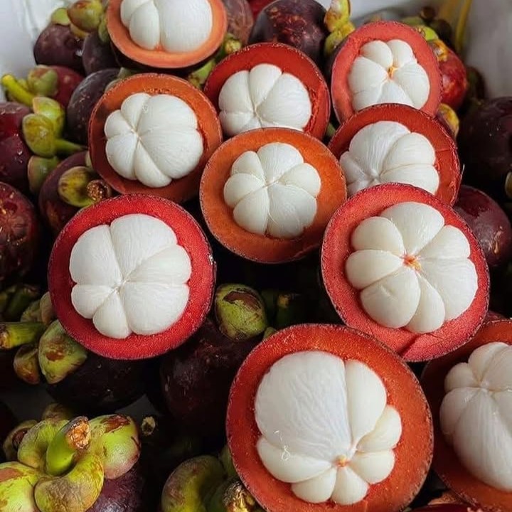 VIETNAMESE FRESH MANGOSTEEN FOR EXPORT – COMPETITIVE WHOLESALE PRICES AND PREMIUM TROPICAL FRUIT SUPPLY
