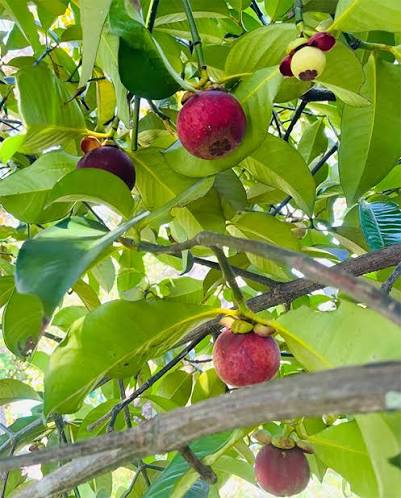 VIETNAMESE FRESH MANGOSTEEN FOR EXPORT – COMPETITIVE WHOLESALE PRICES AND PREMIUM TROPICAL FRUIT SUPPLY 2
