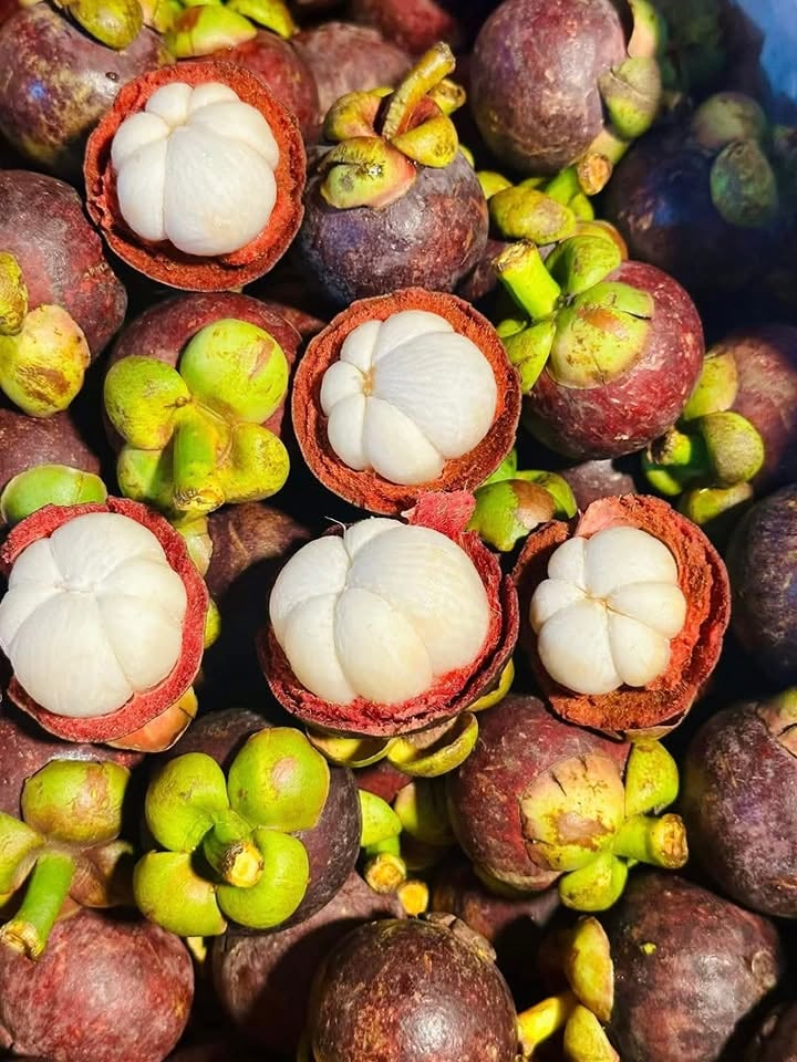VIETNAMESE FRESH MANGOSTEEN FOR EXPORT – COMPETITIVE WHOLESALE PRICES AND PREMIUM TROPICAL FRUIT SUPPLY 3