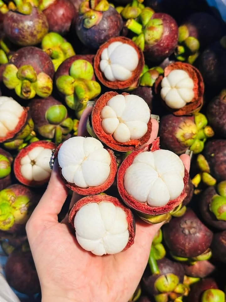 VIETNAMESE FRESH MANGOSTEEN FOR EXPORT – COMPETITIVE WHOLESALE PRICES AND PREMIUM TROPICAL FRUIT SUPPLY 4