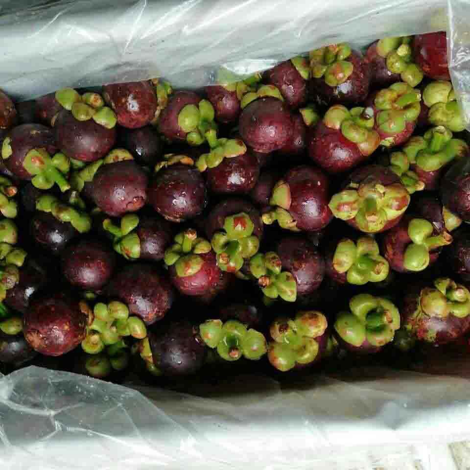 VIETNAMESE PREMIUM DRIED MANGOSTEEN FOR EXPORT – OEM ODM PRIVATE LABEL MANUFACTURING AND WHOLESALE SUPPLY 2