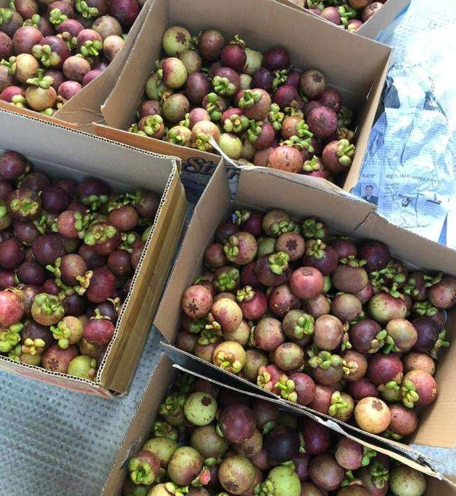 AN GIANG VIETNAMESE FRESH MANGOSTEEN FOR EXPORT – PREMIUM TROPICAL FRUIT WITH SWEET AND TANGY FLAVOR 4