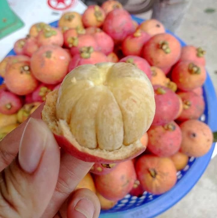 CAN THO VIETNAMESE FRESH MANGOSTEEN FOR EXPORT – PREMIUM TROPICAL FRUIT WITH SWEET, JUICY FLESH