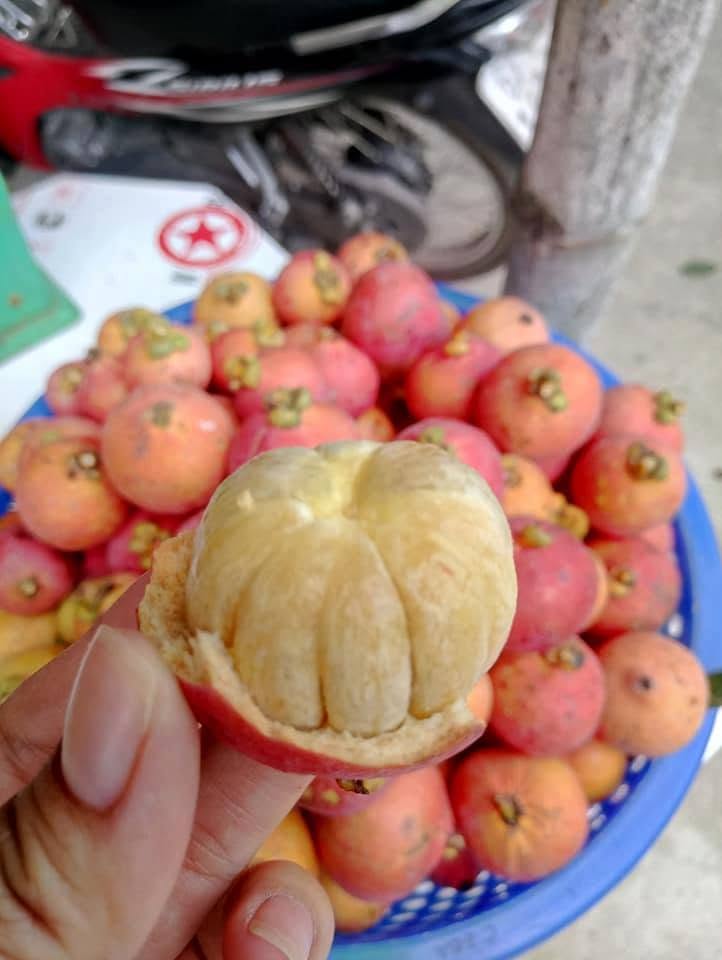 CAN THO VIETNAMESE FRESH MANGOSTEEN FOR EXPORT – PREMIUM TROPICAL FRUIT WITH SWEET, JUICY FLESH 3