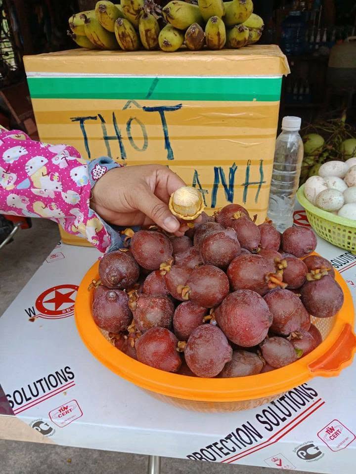 CAN THO VIETNAMESE FRESH MANGOSTEEN FOR EXPORT – PREMIUM TROPICAL FRUIT WITH SWEET, JUICY FLESH 4