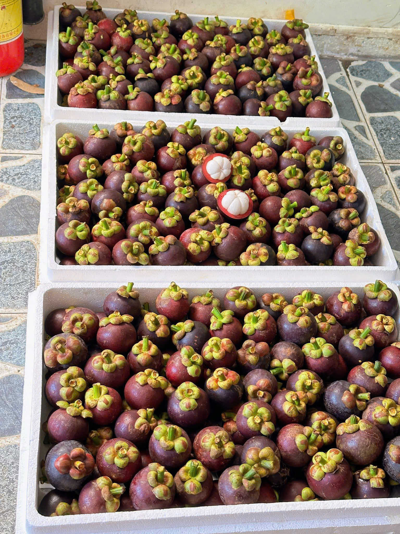 BEN CAT VIETNAMESE FRESH MANGOSTEEN FOR EXPORT – PREMIUM TROPICAL FRUIT WITH SWEET AND JUICY FLESH 3